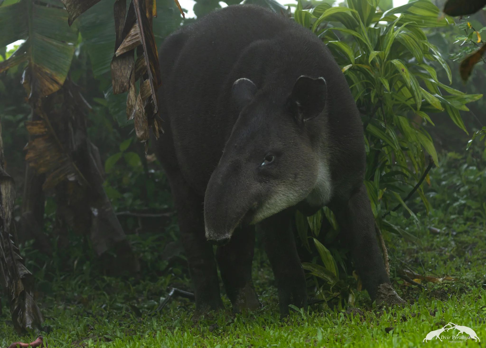Tapir, Tenorio Volcano